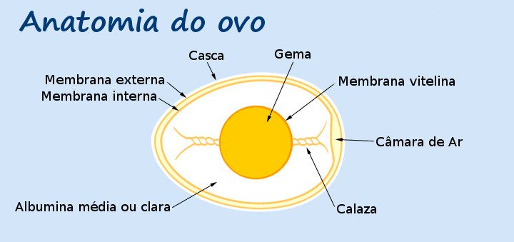 anatomia do ovo